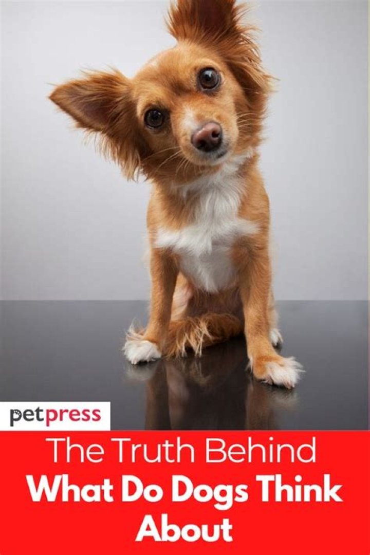Do dogs think about you when you're gone?