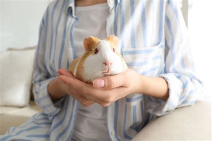 Do guinea pigs like to be held all the time?