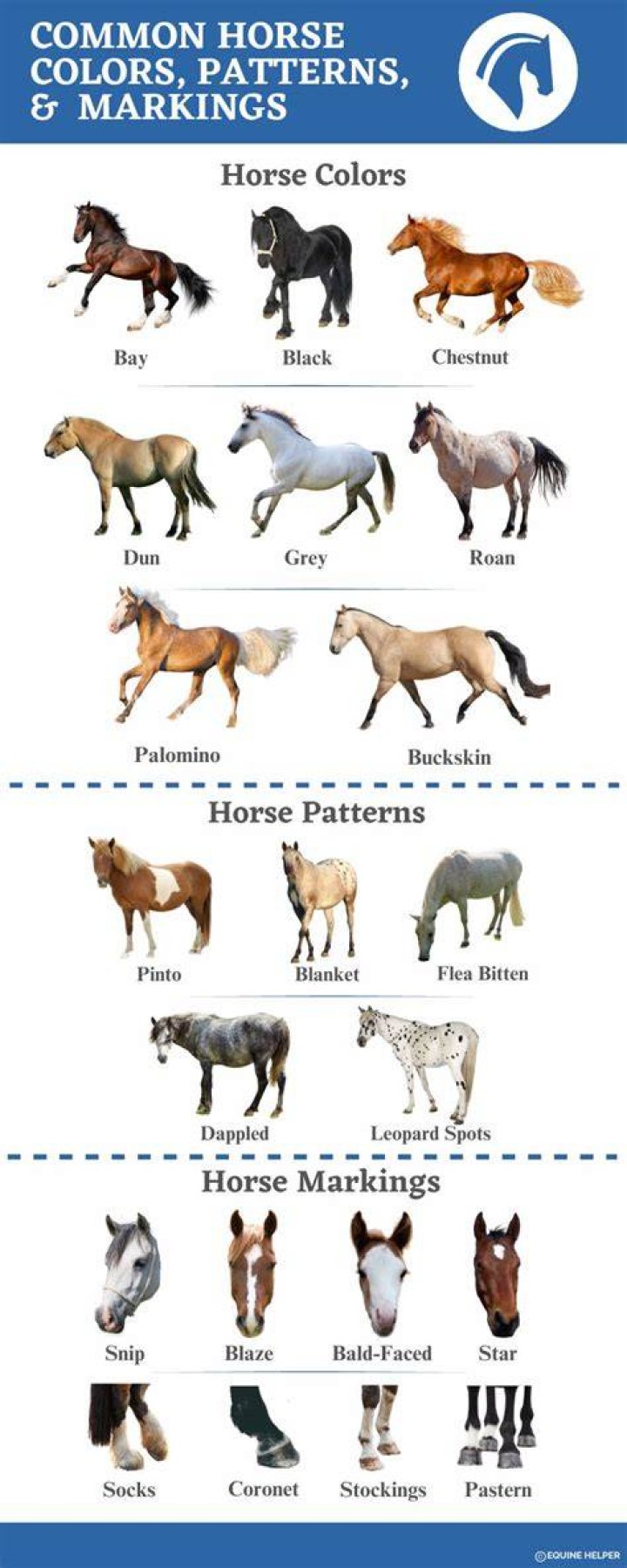 Do horses respond to their names?