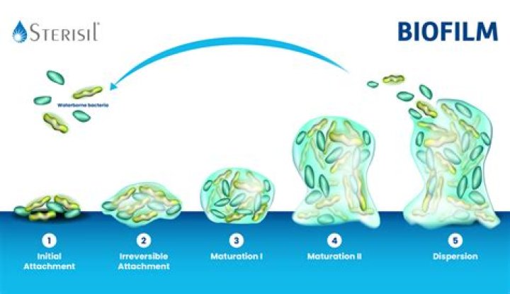 How can biofilm formation be prevented?