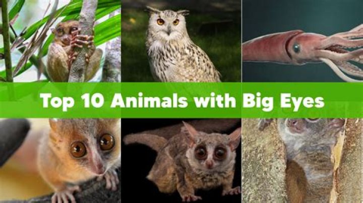 What creature has the most eyes?