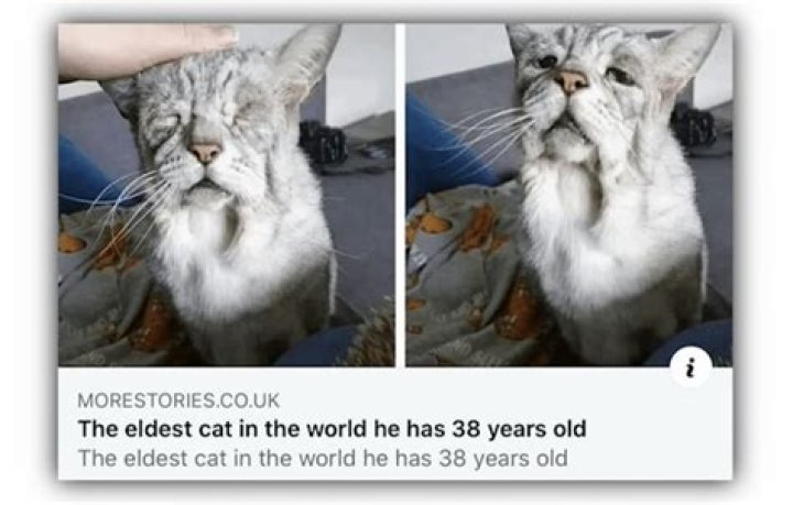 What is the age of the oldest cat?