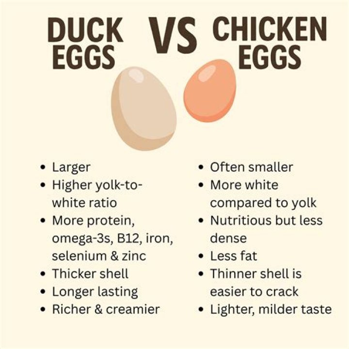 Why do we not eat duck eggs?