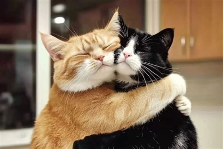 Will two cats keep each other company?